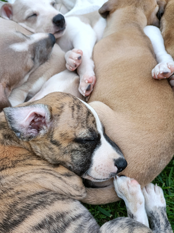 Hodowla Filisart 2025